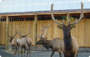 Elk Farm